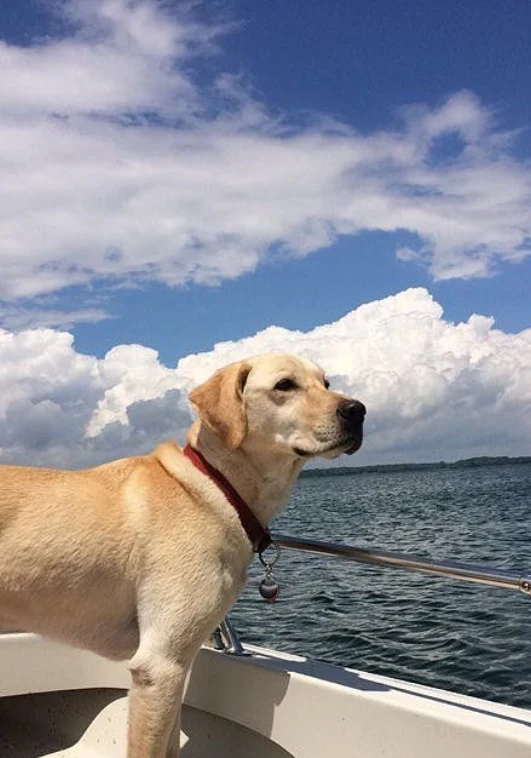 A customer&rsquo;s dog