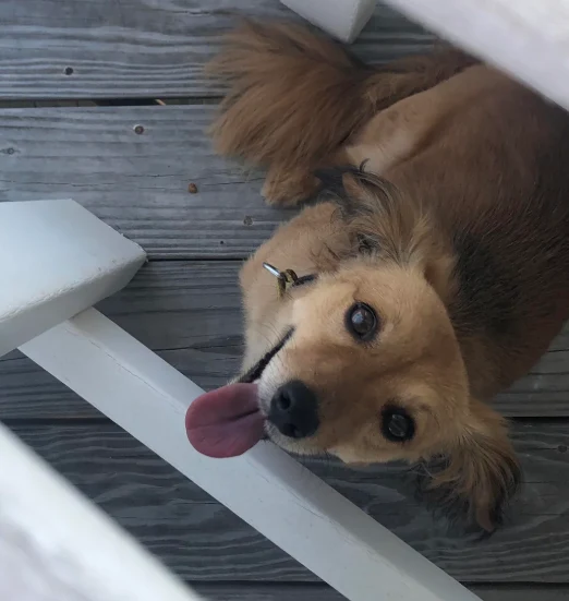 A customer&rsquo;s dog