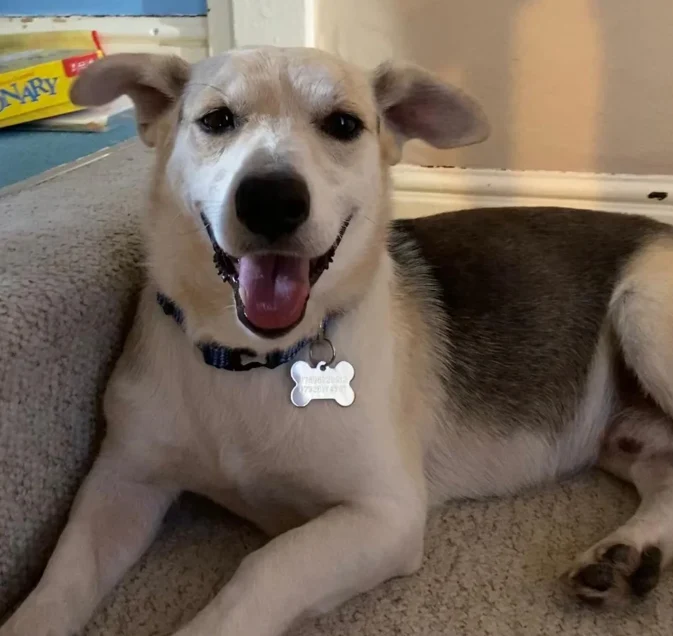 A customer&rsquo;s dog