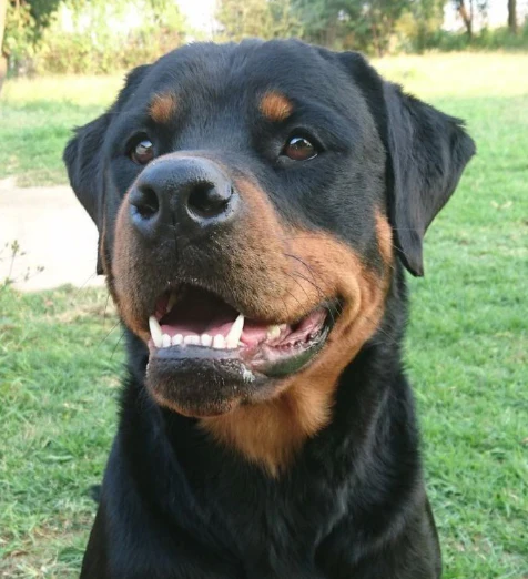 A customer&rsquo;s dog