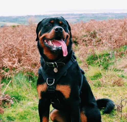 A customer&rsquo;s dog