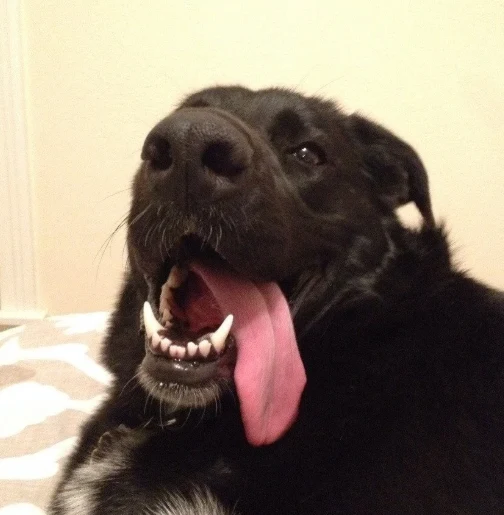A customer&rsquo;s dog