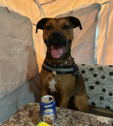A customer&rsquo;s dog