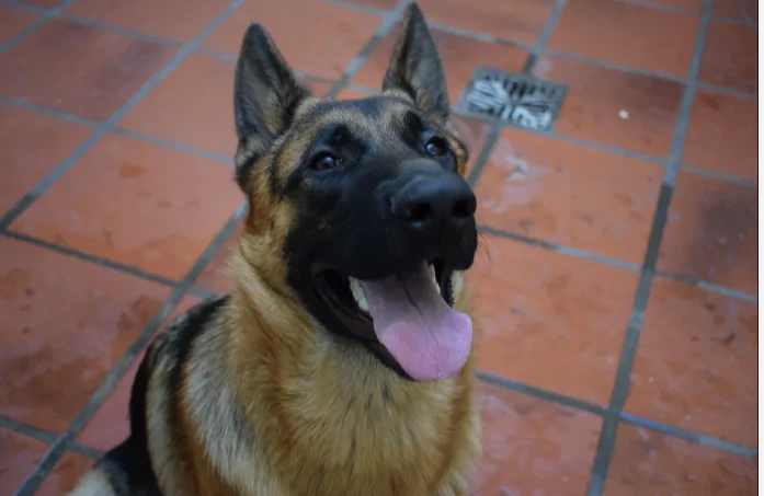 A customer&rsquo;s dog