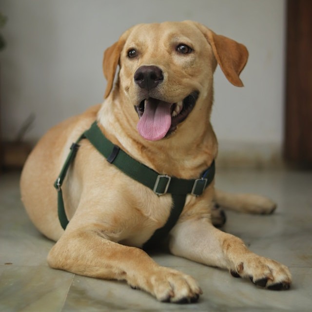 Max