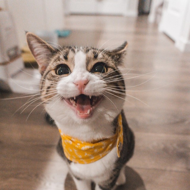 Oliver